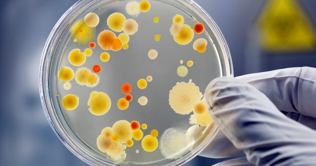 Vitamin D bei Parodontitis in Experimenten bringt Erkenntnisse auf Zellebene.