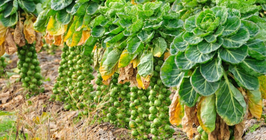 Die kleinen Kugeln des Rosenkohl stecken vollerMikronährstoffe für Parodontitis-Patienten und sind damit ein toller Bestandteil der antientzündlichen Ernährung.